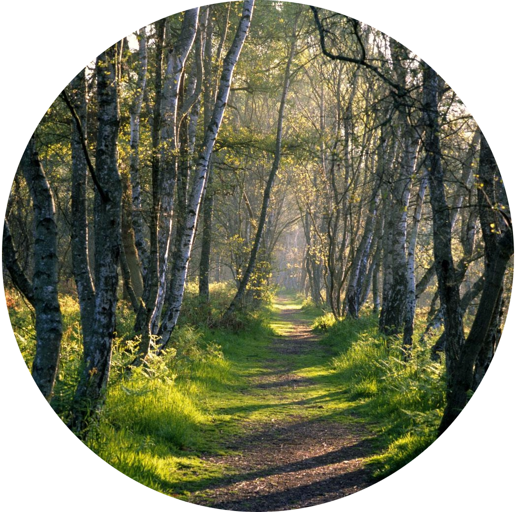 Woodland path in soft natural light