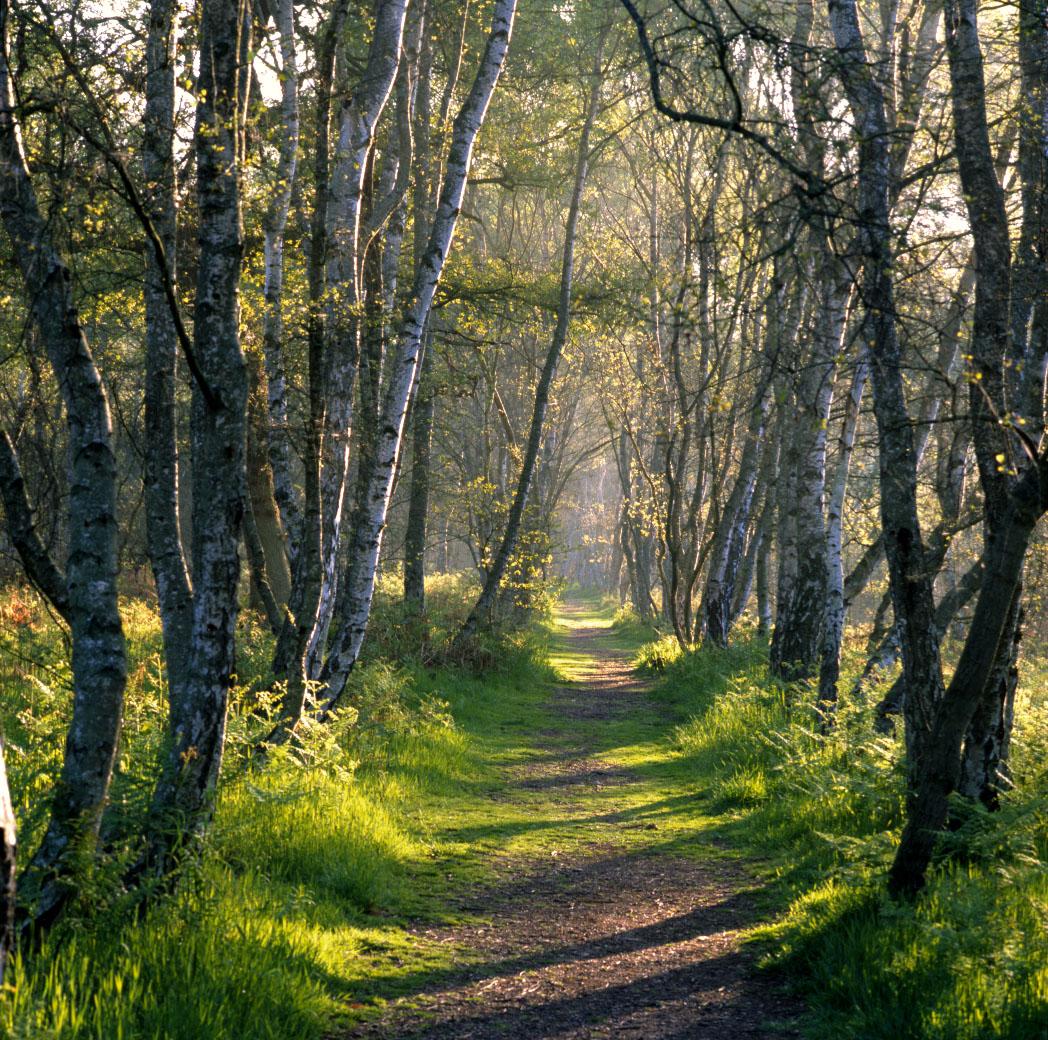 Woodland path in soft natural light