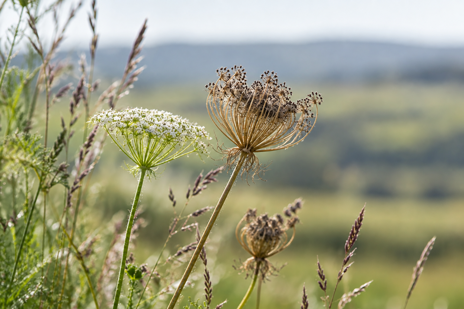 Wild flowers and seed heads in the Devon countryside